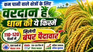 कम पानी वाले क्षेत्रों के लिए वरदान हैं धान की ये किस्में, 110-120 दिनों में मिलेगी बंपर पैदावार
